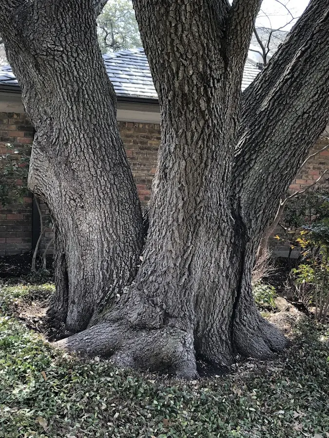 Mature heritage tree close to a Chestnut Hill property cared for by certified arborists