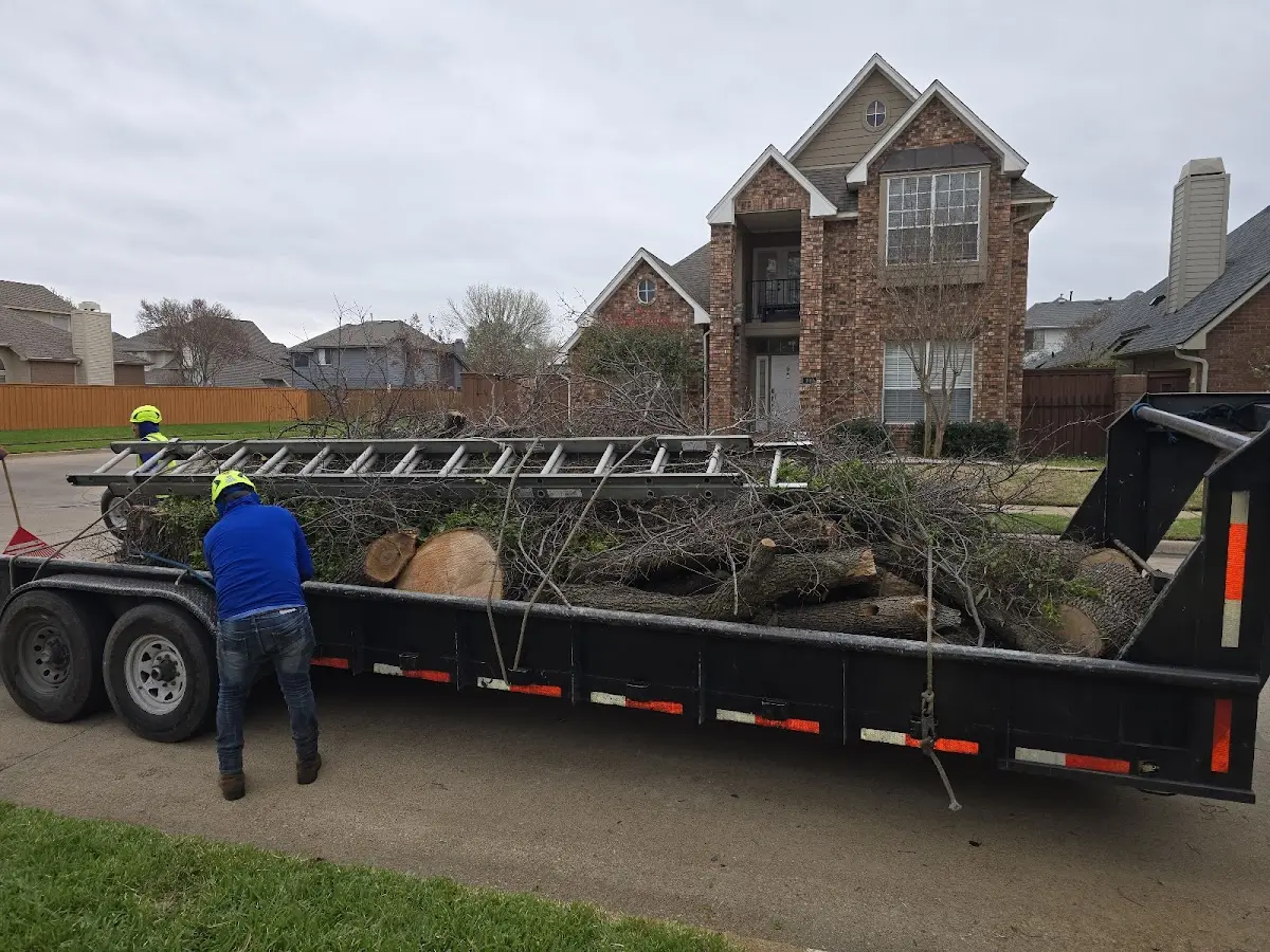 Expert Tree Removal with proper safety equipment in Chestnut Hill